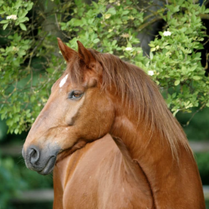 Mineraler & Vitaminer