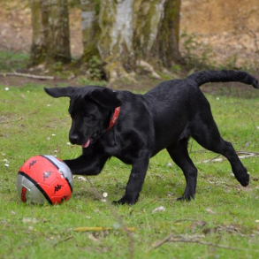 Muskler & Restitution