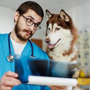 Produkter til veterinærer