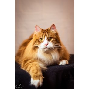 Produkter til katte