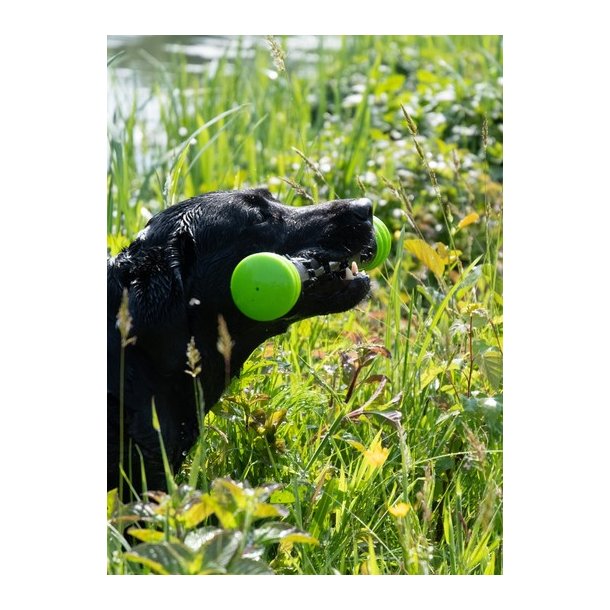 Dog Comets Meteor Throwing stick Large 