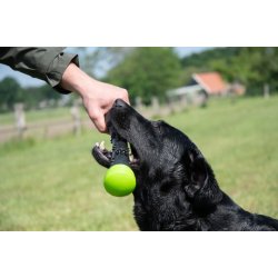 Dog Comets Meteor Throwing stick Large 