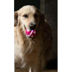 Dog Comets Helix Pink
