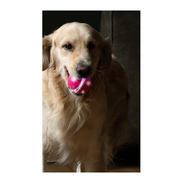 Dog Comets Helix Pink
