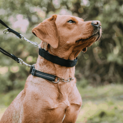 Covers til dressurhalsbnd