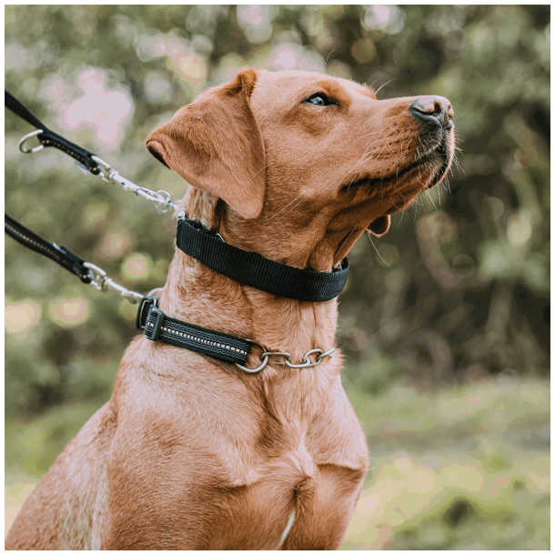 Covers til dressurhalsbnd