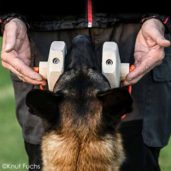 Knut Fuchs IGP-Apport 650g - model Havatar