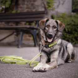 Paracord halsbnd - Neongul