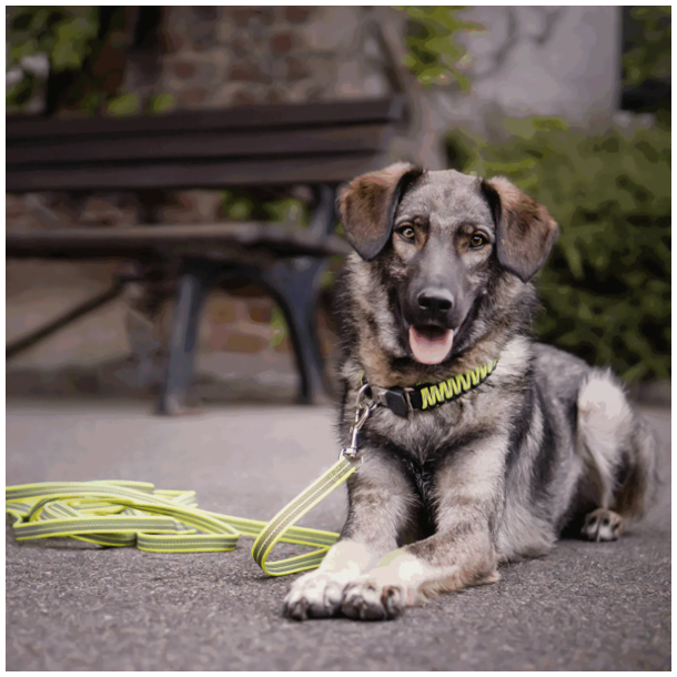 Paracord halsbnd - Neongul