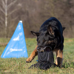 Bidepude "Triple star"(Bestillingsvare)